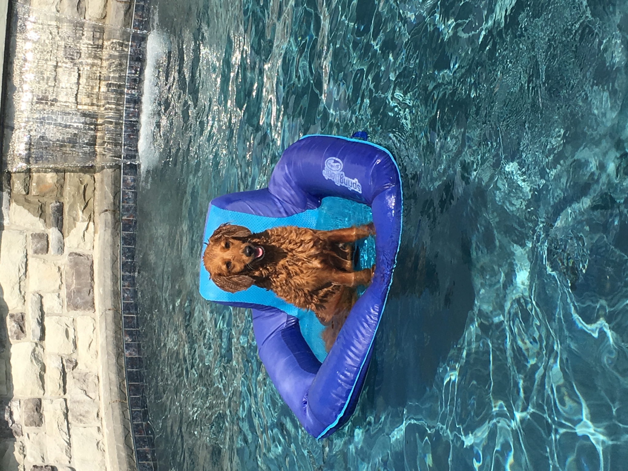 Custom Pools Gallery